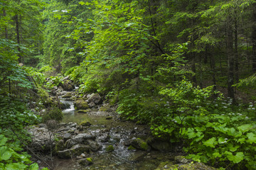 Fototapeta na wymiar Mountain stream in the Polish mountains - Tatra Mountains. Tatra