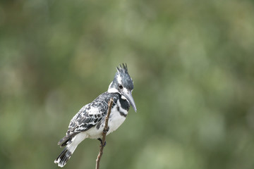 Obraz premium Pied King Fisher Bird