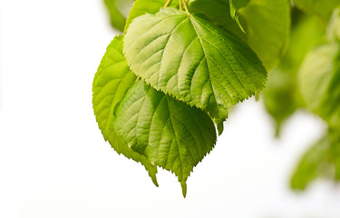 Green leaves of a linden