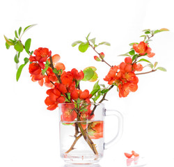 Branches of the Japanese quince with red flowers in a glass vase