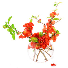 Branches of the Japanese quince with red flowers in a glass vase