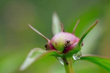 Ants on a peony bud.