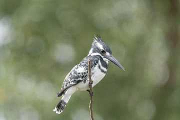 Pied King Fisher Bird