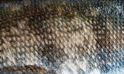 fish scale © mycteria