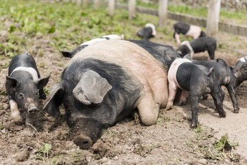 A large Saddleback pig lying down in a muddy field, while young piglets feed from  her nipples