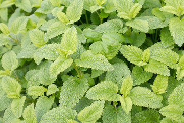 Zitronenmeliasse (Melissa officinalis). Eine beliebte Heilpflanze mit wunderbarem Aroma. Sie wurde Heilpflanze des Jahres 1988