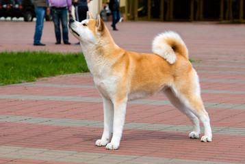 The Japanese Akita Inu profile. The Japanese Akita Inu is in the park. - obrazy, fototapety, plakaty