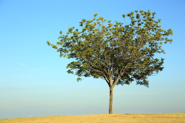 A single tree on a hill