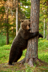 Fototapeta premium brown bear leaning against a tree