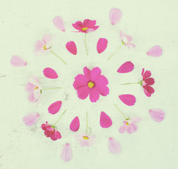 Obraz premium Cosmos pink flowers