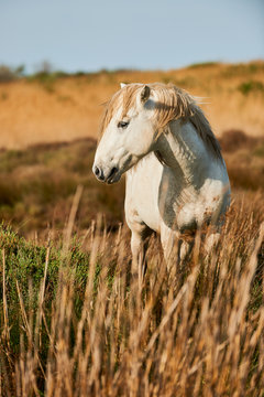White horse of Camargue