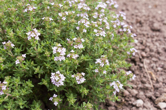 Thymian (Thymus vulgaris) ist eine Heilpflanze f&uuml;r Medizin und Aromatherapie und ein beliebtes K&uuml;chenkraut.