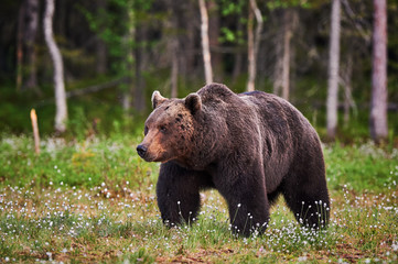 Fototapeta na wymiar Male brown bear