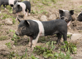 Saddleback piglet looking for food in a muddy field