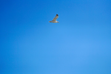 flying sea gull