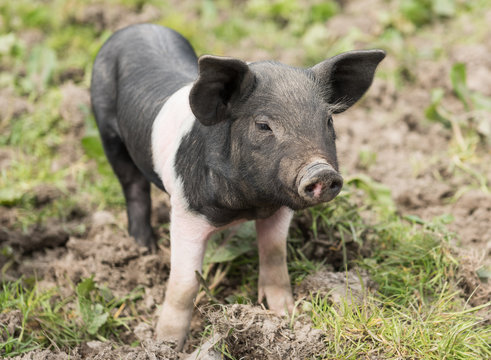 Saddleback piglet looking for food in a muddy field
