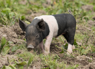 Saddleback piglet looking for food in a muddy field