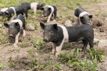 Saddleback piglets looking for food in a muddy field