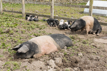 Saddleback pig lying down in a muddy field
