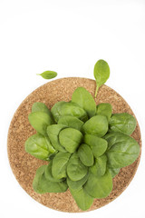 Raw spinach leaves on white background
