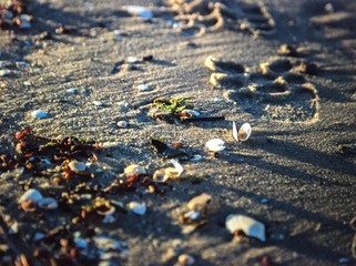 Muscheln am Ostseestrand