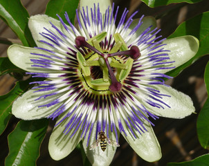 Blossom of the passion flower visited by a hoverfly