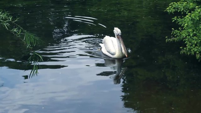 Lone pelican swim in zoological park lake. Zoo bird and water reflection. White waterfowl pelicans outdoors. Pelican with wings, feathers and beak swim in zoo lake. Wild waterfowl bird