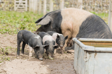 Saddleback piglets and mother pig, in a muddy field,looking for food