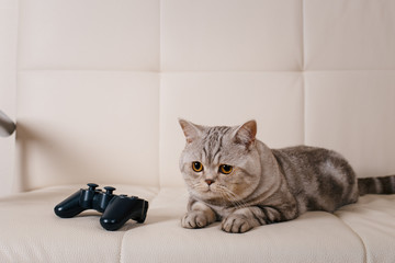 Cat lying on a leather sofa at home, lying next to the console from the game console © kulikov922