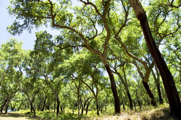 Fototapeta premium Cork trees in south of Portugal, Alentejo