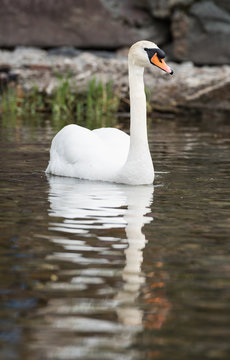 An beautiful white Swan  swimming on a lake.