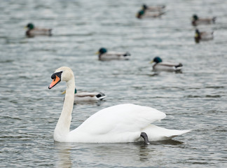 An beautiful white Swan swimming on a lake.