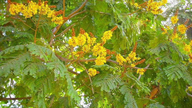 Video 1920X1080 - Yellow Flame Tree, with its beautiful, bold, yellow blooms, sways and flutters in a moderate breeze