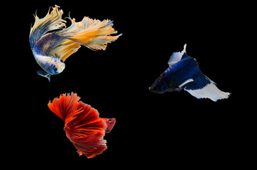 The confrontation of fighting fish ,fish red and colorful together attack fish blue but fish blue...