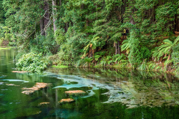 Obraz na płótnie Canvas Hamurana Springs is the deepest natural fresh water spring on the North Island of New Zealand.