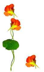nasturtium flowers isolated on white background