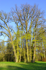 Obraz premium Park at spring.