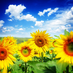 Fototapeta premium Field of sunflowers