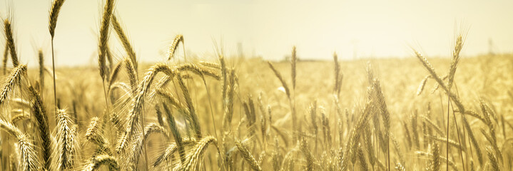 Cultivo de Cebada, Cereal Plants, Barley, cosecha, food