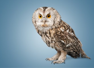 Owl.