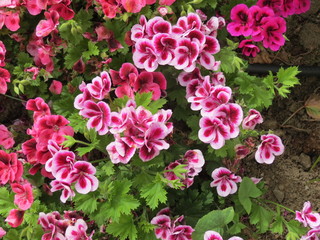 fleurs bicolores roses et fuchsia