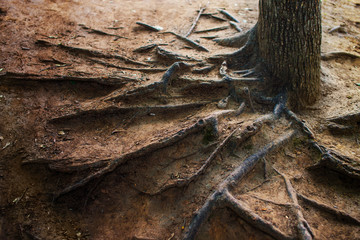 exposed tree roots. exposed roots of an old tree on the bare ground. soil erosion