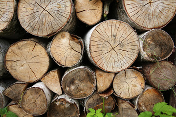 Naklejka premium Wood texture wood fuel