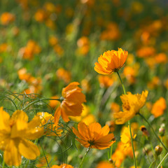 Orange cosmos flower from behind, sun shining through petals wet after the rain