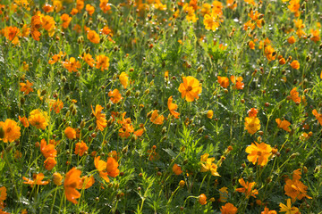 Field of orange cosmos flowers sparkling in the sun on a rainy spring day