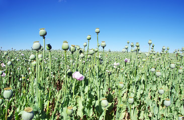 Obraz premium Opium poppies