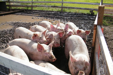 Pink PIgs in Muddy Pen Crowding to Get Through Gate