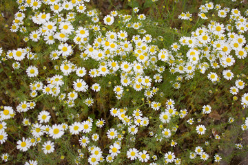Echte Kamille (Chamomilla recutita). Anbau einer Tee- und Heilpflanze im heimischen Garten