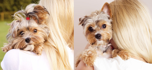 Yorkshire dog, before and after grooming, hair cut