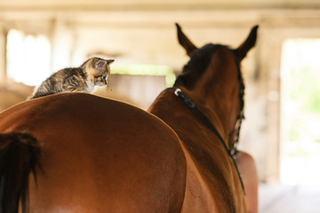 Little kitten kitty cat animal on horse horseback